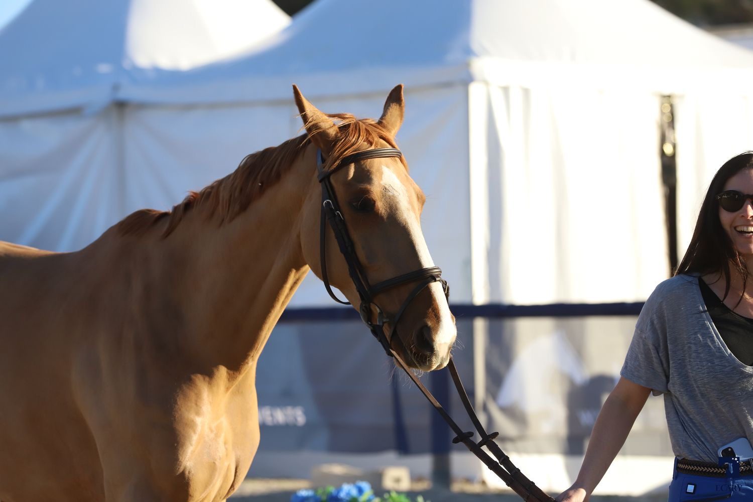 Cheval Selle Français