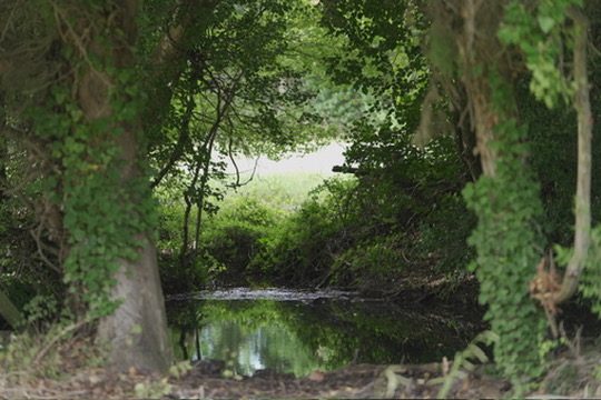 Le Lauron, source
