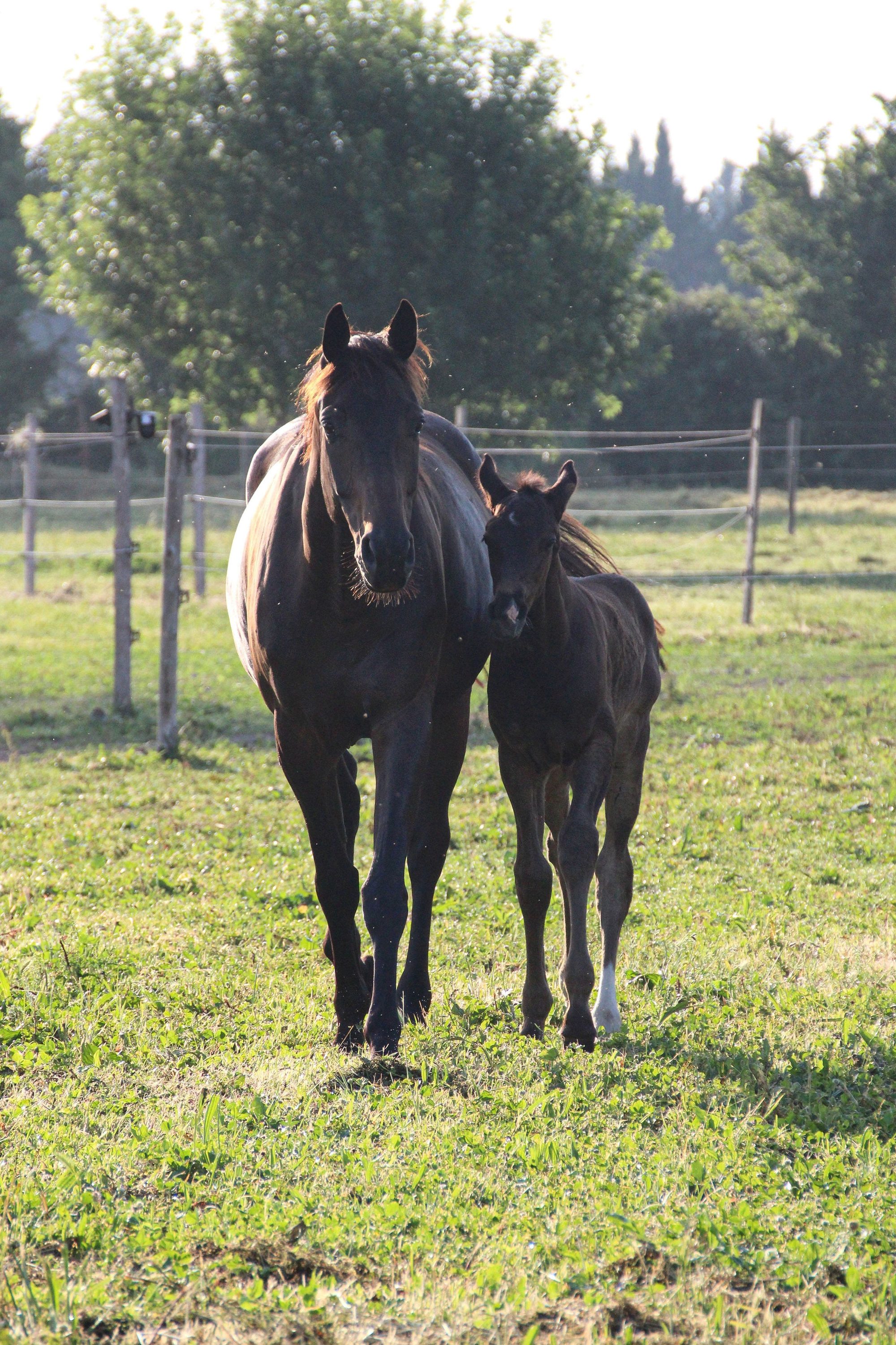 Jument et son poulain au Haras de Lauron