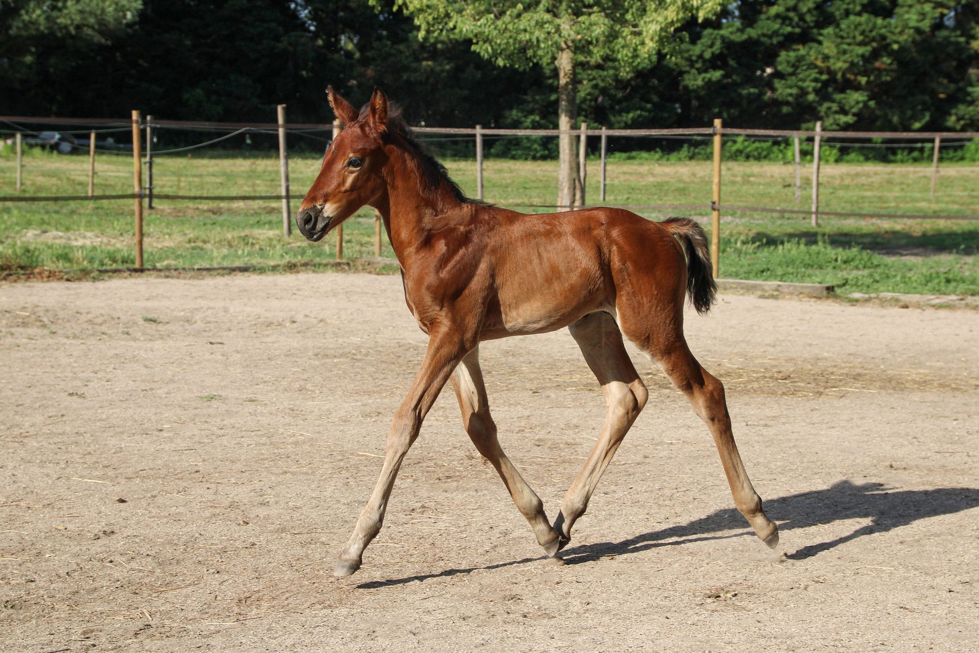 Poulain au galop